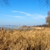Wandern zu den Wintergästen – Im Eriskircher Ried Wandern zu den Wintergästen – Im Eriskircher Ried