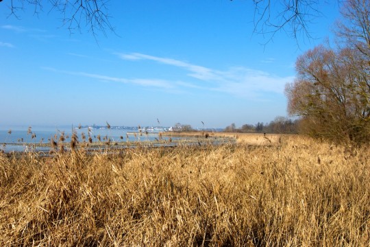 Wandern zu den Wintergästen – Im Eriskircher Ried Wandern zu den Wintergästen – Im Eriskircher Ried