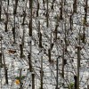 Breaking News: Winzerliste der Straßburger Weinmesse ist verfügbar Breaking News: Winzerliste der Straßburger Weinmesse ist verfügbar