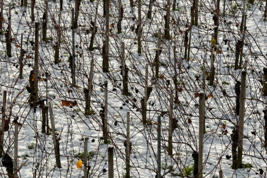 Breaking News: Winzerliste der Straßburger Weinmesse ist verfügbar Breaking News: Winzerliste der Straßburger Weinmesse ist verfügbar