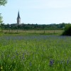 Irisblüte im Eriskircher Ried Irisblüte im Eriskircher Ried