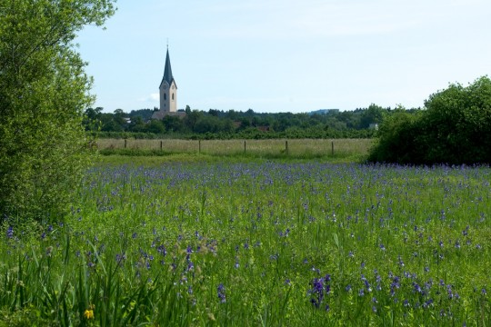 Irisblüte im Eriskircher Ried Irisblüte im Eriskircher Ried