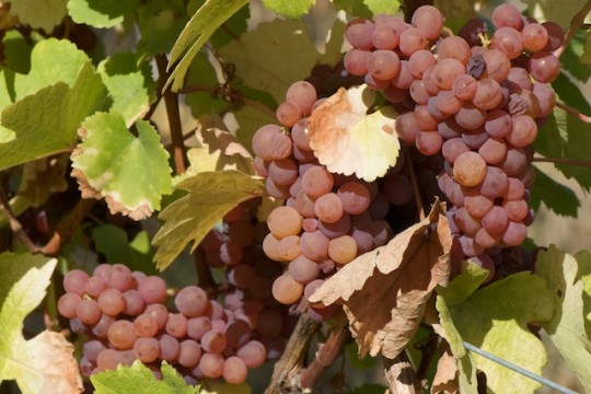 Weinmesse Straßburg 2012 Weinmesse Straßburg 2012