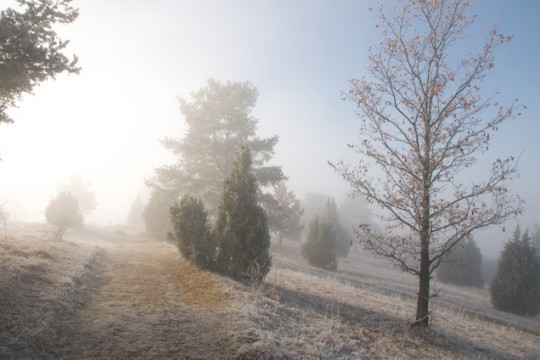 Ist es noch blauer Dunst oder schon geistiger Nebel? Ist es noch blauer Dunst oder schon geistiger Nebel?