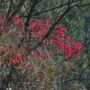 Der Herbst bringt’s: Mindersbacher Farbsymphonie Der Herbst bringt’s: Mindersbacher Farbsymphonie